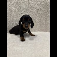 Dachshund (Standard &amp; Miniature) - Both