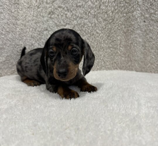 Dachshund (Standard &amp; Miniature)