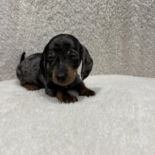 Dachshund (Standard &amp; Miniature) - Both