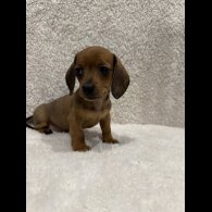 Dachshund (Standard &amp; Miniature) - Both