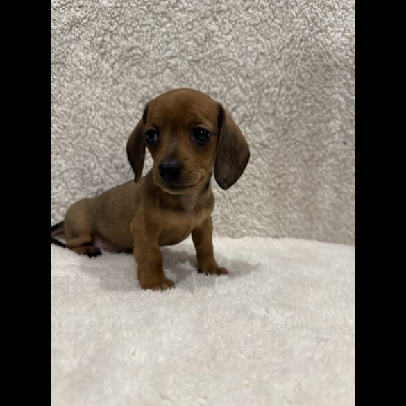 Dachshund (Standard &amp; Miniature) - Both