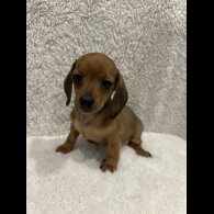 Dachshund (Standard &amp; Miniature) - Both