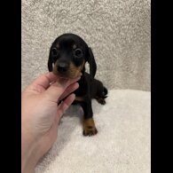 Dachshund (Standard &amp; Miniature) - Both