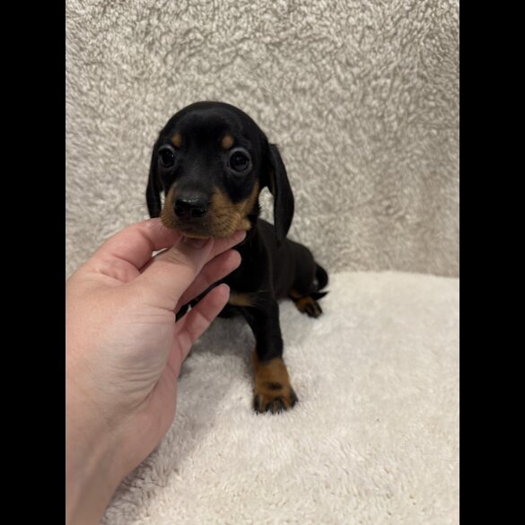 Dachshund (Standard &amp; Miniature) - Both