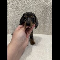 Dachshund (Standard &amp; Miniature) - Both