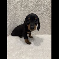 Dachshund (Standard &amp; Miniature) - Both