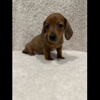 Dachshund (Standard &amp; Miniature) - Both