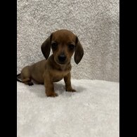 Dachshund (Standard &amp; Miniature) - Both