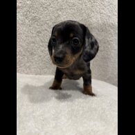 Dachshund (Standard &amp; Miniature) - Both