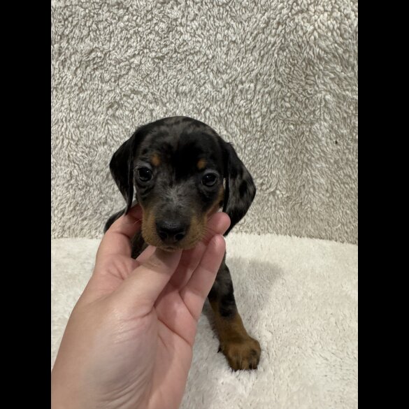 Dachshund (Standard &amp; Miniature) - Both