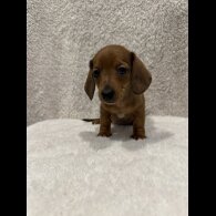 Dachshund (Standard &amp; Miniature) - Both