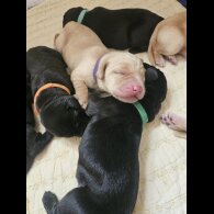 Labrador Retriever - Dogs