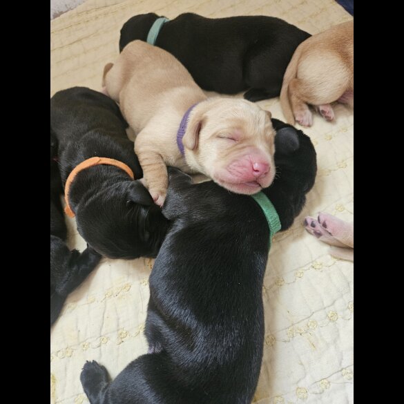 Labrador Retriever - Dogs