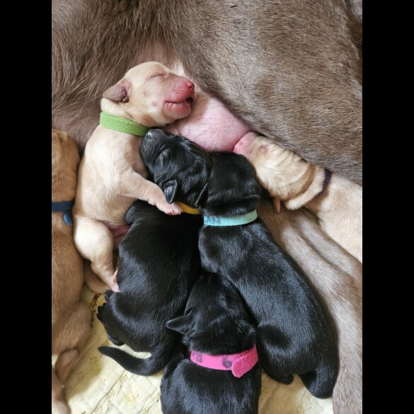 Labrador Retriever - Dogs