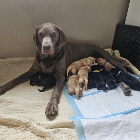 Labrador Retriever - Dogs