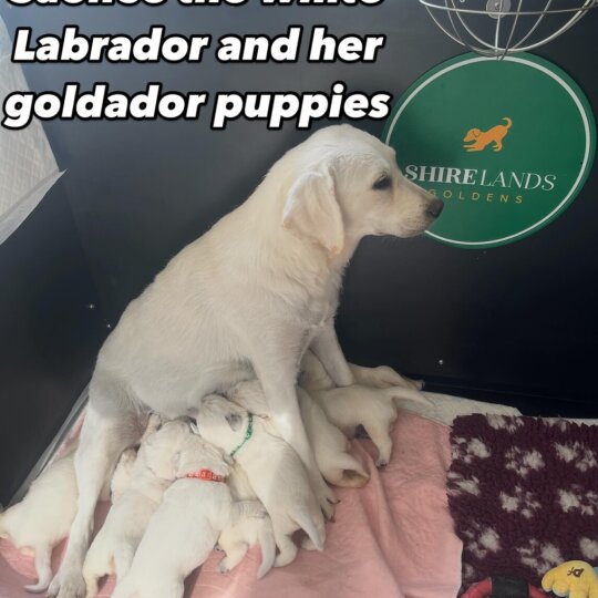 Goldador - Dogs