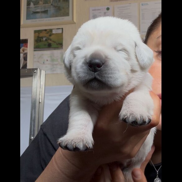 Golden Retriever - Dogs