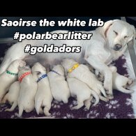 Goldador - Dogs