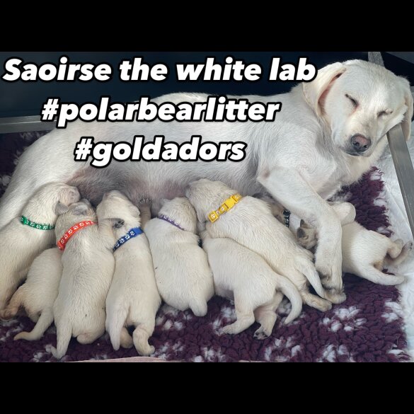 Goldador - Dogs