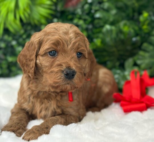 Labradoodle