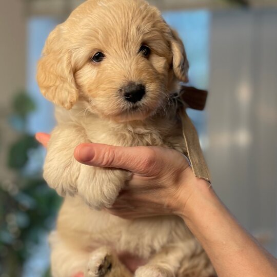 Labradoodle - Both