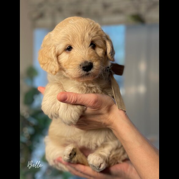 Labradoodle - Both