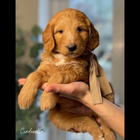 Labradoodle - Both