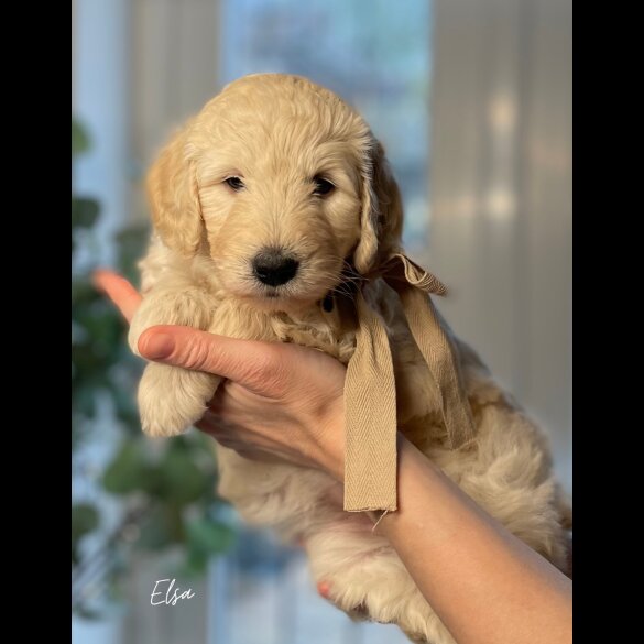 Labradoodle - Both