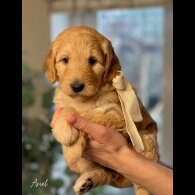 Labradoodle - Both