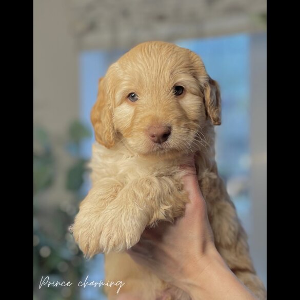 Labradoodle - Both