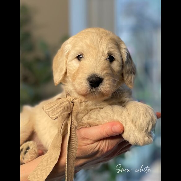 Labradoodle - Both