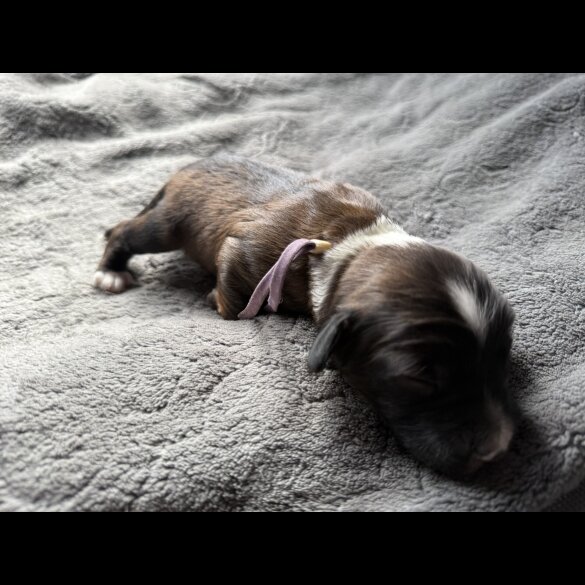 Tibetan Terrier - Both