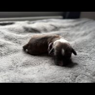 Tibetan Terrier - Both