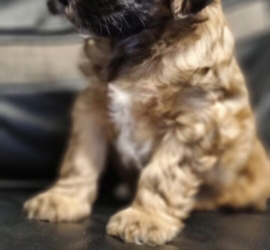 Tibetan Terrier