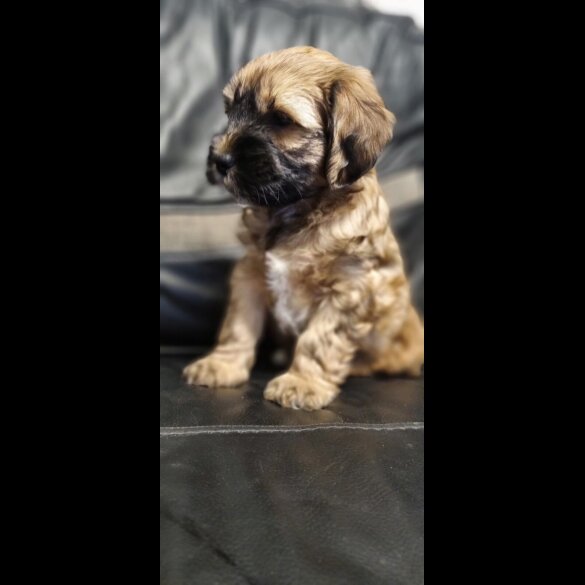 Tibetan Terrier - Dogs