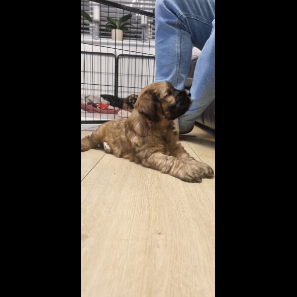 Tibetan Terrier - Dogs