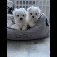 Maltese - Bitches