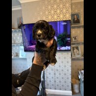 Cocker Spaniel (Working &amp; Show) - Both