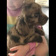 Cocker Spaniel (Working &amp; Show) - Both