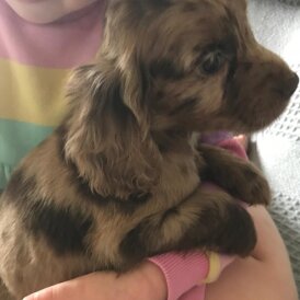 Cocker Spaniel (Working &amp; Show) - Both