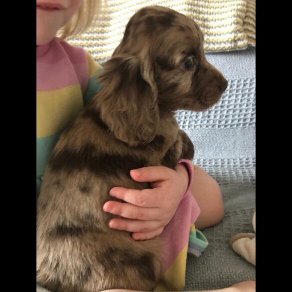 Cocker Spaniel (Working &amp; Show) - Both