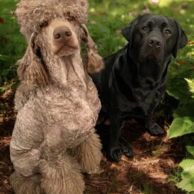 Labradoodle - Both