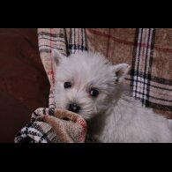 West Highland White Terrier - Both