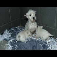 West Highland White Terrier - Both