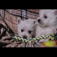 West Highland White Terrier - Both