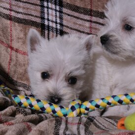 West Highland White Terrier - Both