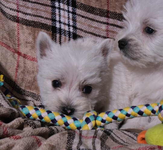 West Highland White Terrier