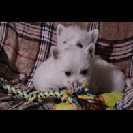 West Highland White Terrier - Both