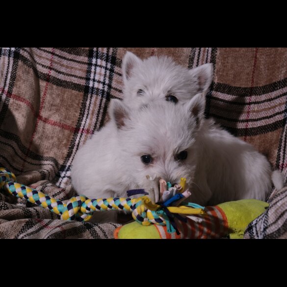 West Highland White Terrier - Both