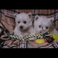 West Highland White Terrier - Both